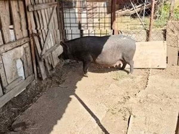 Sow, Pigs