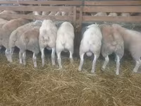 Ovca, Baerchuke sheep — fotografija 1