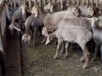 Ovca, Hissar sheep — fotografija 2
