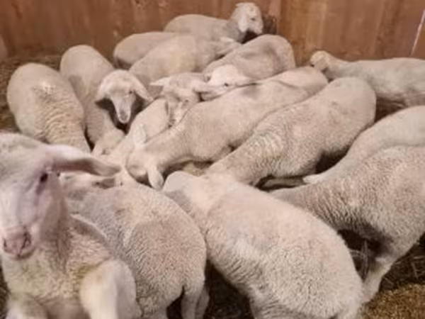 Widder, Merinoland sheep