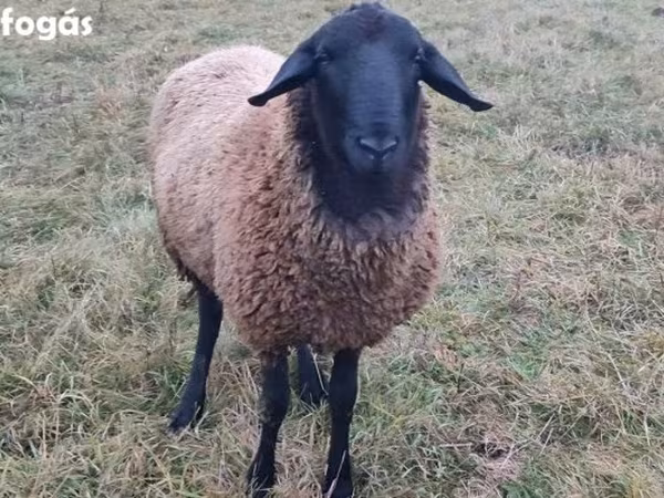 公羊, Racka sheep