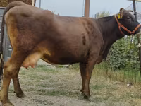 Vache, Simmental cattle — photo 3