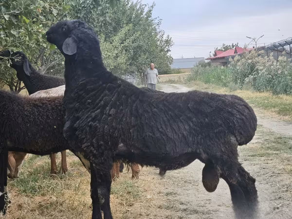 Ovan, Овце