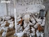 Chickens — fotografija 6