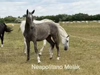 Koń, Konie — zdjęcie 1