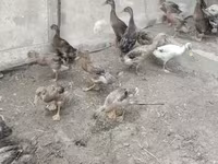 Ducks — zdjęcie 1