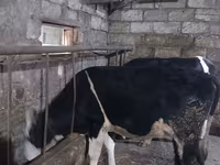 Toro, Russian Black pied cattle — foto 6