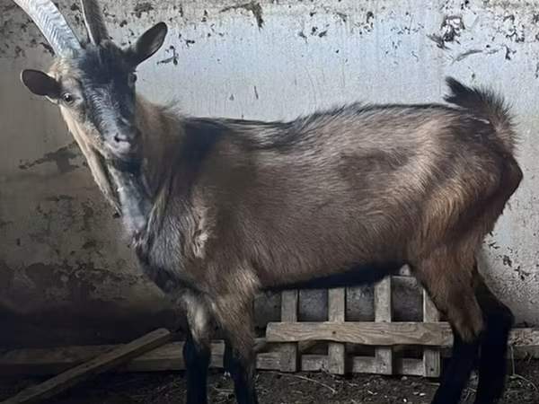 Billy Goat, Oberhasli goats
