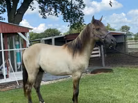 Pastuv, Rocky Mountain Horse — fotografija 6