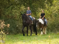 Pastuv, Friesian — fotografija 2