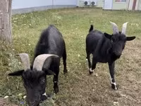 Теке, Nigerian dwarf goats — 3-сурет