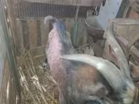 Ziegenbock, Ziegen — Foto 2