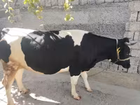 Корова, Russian Black pied cattle — фото 4