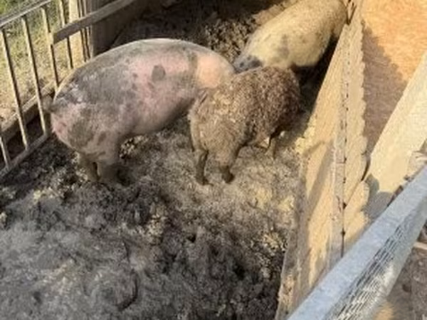 母猪, Мангалица