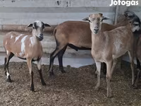 Oveja, Cameroon sheep — foto 2