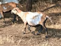 Sheep, Cameroon sheep — photo 3