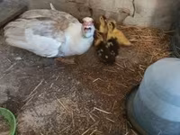 Ducks — foto 2