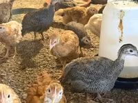 Chickens — الصورة 3