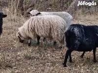Ovan, Racka sheep — fotografija 1