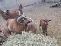 雄羊, Cameroon sheep — 写真 5