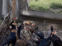 Chickens — fotografija 3