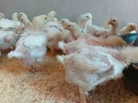 Chickens — zdjęcie 1