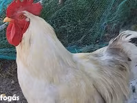 Chickens — الصورة 1
