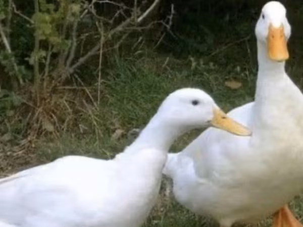 Nemački pekin