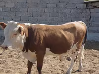 Bik, Swiss cattle — fotografija 2