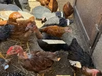 Chickens — fotografija 7