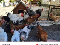 Chickens — फ़ोटो 4
