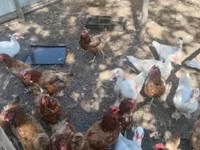 Ducks — photo 2