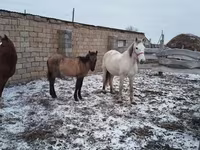 Kobyła, Konie — zdjęcie 2