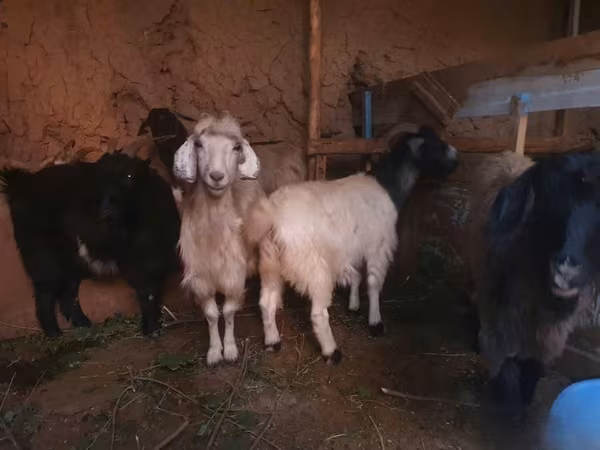Koza, Kozy