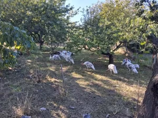 Turkeys — Vengriya
