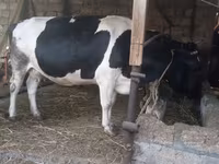 Cow, Russian Black pied cattle — photo 7
