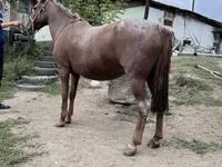 घोड़ी, Kazakh horse — फ़ोटो 5