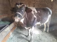 Buqa, Russian Black pied cattle — 3-rasm