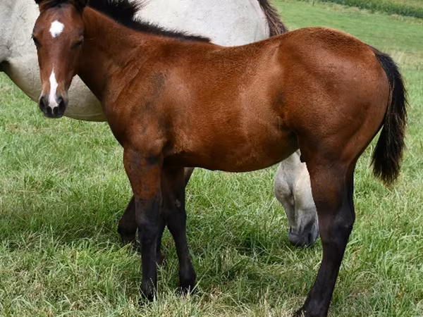 Pastuv, Quarter Horse