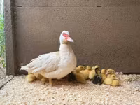 Ducks — fotografija 3