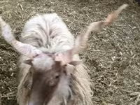 Brebis, Racka sheep — photo 8