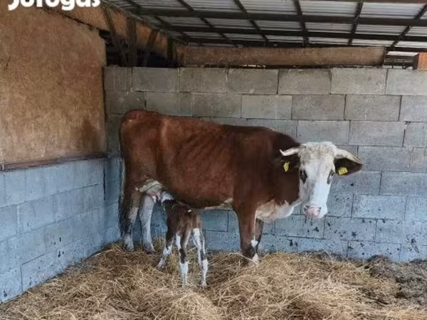 Bik, Simmental cattle