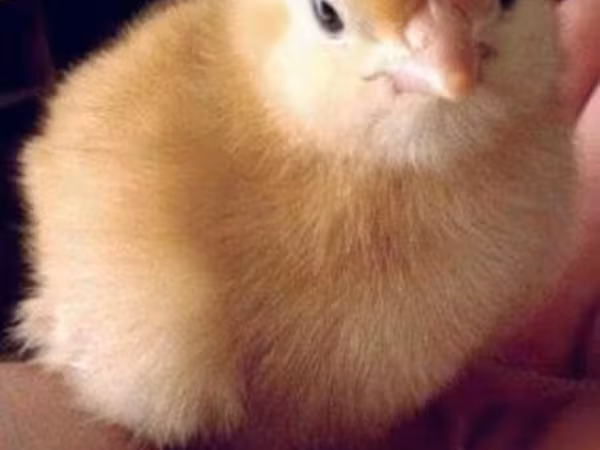 Chickens
