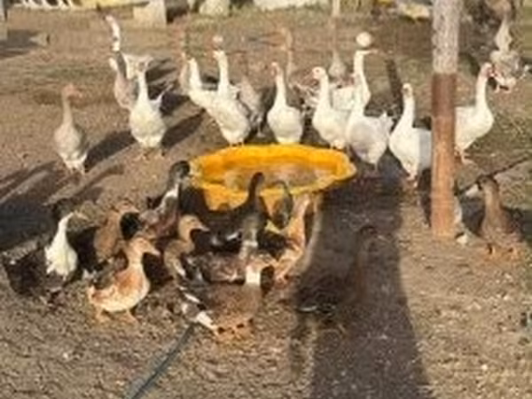 Ducks — Hongrie