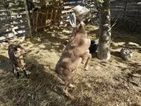 Echki, Nubian Goat — 5-rasm