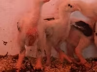 Chickens — fotografija 8