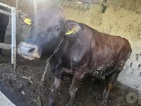 Bik, Red Estonian cattle — fotografija 3