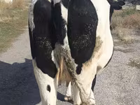 Сиыр, Russian Black pied cattle — 2-сурет