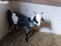 公山羊, Nubian Goat — 照片 2