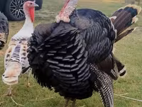 Turkeys — الصورة 2